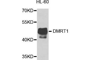 Western blot analysis of extracts of HL-60 cells, using DMRT1 antibody (ABIN5974586) at 1/1000 dilution.