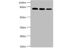 Western blot All lanes: X-ray repair cross-complementing protein 5 antibody at 2 μg/mL Lane 1: A549 whole cell lysate Lane 2: MCF-7 whole cell lysate Lane 3: 293T whole cell lysate Secondary Goat polyclonal to rabbit IgG at 1/10000 dilution Predicted band size: 83 kDa Observed band size: 83 kDa (XRCC5 antibody  (AA 543-732))