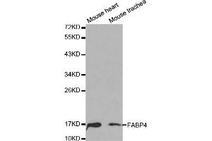 Western blot analysis of extracts of various cell lines, using FABP4 antibody (ABIN5970061) at 1/1000 dilution. (FABP4 antibody)