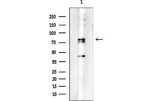 anti-Reticulon 1 (RTN1) antibody