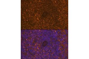 Immunofluorescence analysis of rat spleen using CD30 Rabbit mAb (ABIN7271072) at dilution of 1:100 (40x lens). (TNFRSF8 antibody)