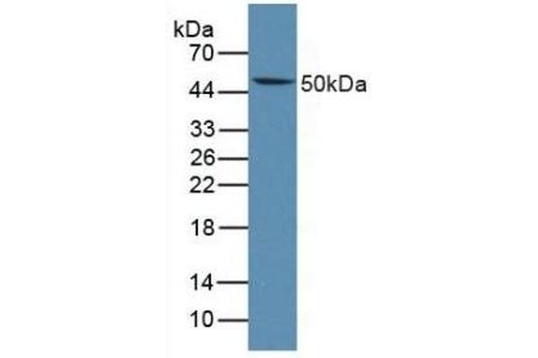 LTBR antibody  (AA 128-395)