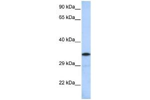 WB Suggested Anti-KCTD4 Antibody Titration:  0. (KCTD4 antibody  (Middle Region))