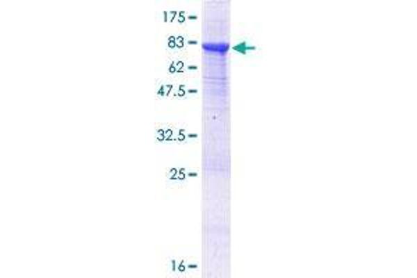 ATG4C Protein (AA 1-458) (GST tag)