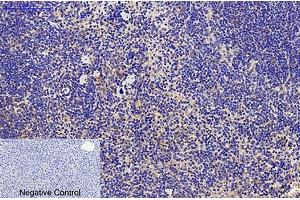 Immunohistochemical analysis of paraffin-embedded mouse liver tissue.