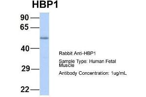 Host:  Rabbit  Target Name:  HBP1  Sample Type:  Human Fetal Muscle  Antibody Dilution:  1. (HBP1 antibody  (Middle Region))