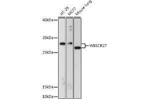 Western blot analysis of extracts of various cell lines, using WBSCR27 antibody (ABIN7271366) at 1:1000 dilution. (WBSCR27 antibody  (AA 1-245))