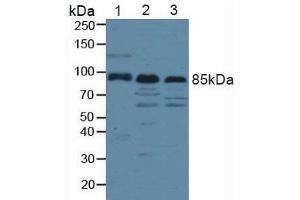 Figure. (LRP1 antibody  (AA 4441-4544))