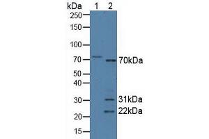 Figure. (Syncoilin antibody  (AA 169-458))