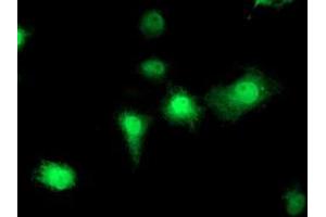 Anti-EIF2B3 mouse monoclonal antibody (ABIN2455016) immunofluorescent staining of COS7 cells transiently transfected by pCMV6-ENTRY EIF2B3 (RC223570). (EIF2B3 antibody)