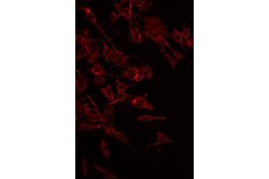 ABIN6268830 staining HeLa by IF/ICC.