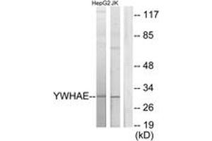 Western blot analysis of extracts from HepG2/Jurkat cells, using 14-3-3 epsilon Antibody. (YWHAE antibody  (AA 206-255))