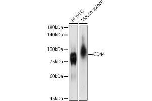 Western blot analysis of extracts of various cell lines, using CD44 antibody (ABIN6127602, ABIN6138193, ABIN6138195 and ABIN7101398) at 1:1000 dilution. (CD44 antibody  (AA 148-247))