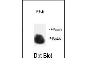 Dot blot analysis of anti-Phospho-HIST1H3B3-S10 Phospho-specific Pab (ABIN389570 and ABIN2839597) on nitrocellulose membrane.