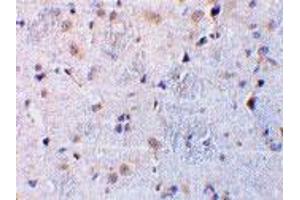 Immunohistochemical staining of rat brain tissue using C1QTNF7 polyclonal antibody  at 10 ug/mL . (CTRP7 antibody  (N-Term))
