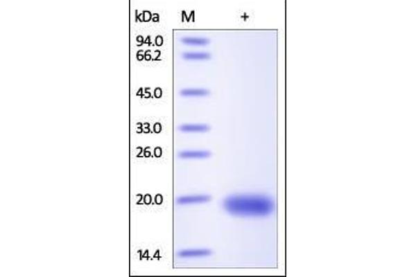 VEGFD Protein (AA 93-201) (His tag)