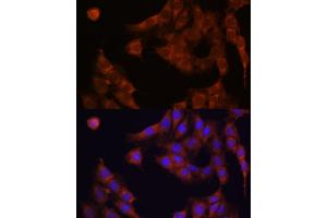 Immunofluorescence analysis of C6 cells using GANAB antibody  at dilution of 1:100. (GANAB antibody  (AA 1-260))