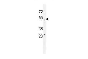 GOG8A Antibody (N-term) (ABIN655146 and ABIN2844767) western blot analysis in 293 cell line lysates (35 μg/lane). (GOLGA8A antibody  (N-Term))