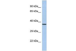 Western Blotting (WB) image for anti-Synaptotagmin IX (SYT9) (N-Term) antibody (ABIN2785341)