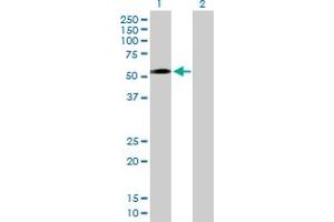 ZNF563 antibody  (AA 1-476)
