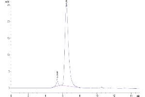 The purity of Cynomolgus BCMA is greater than 95 % as determined by SEC-HPLC. (BCMA Protein (AA 1-53) (Fc Tag))