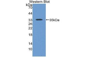 Western Blotting (WB) image for anti-Sodium Hydrogen Exchange Regulatory Cofactor 2 (AA 56-337) antibody (ABIN2119543) (Sodium Hydrogen Exchange Regulatory Cofactor 2 (AA 56-337) antibody)