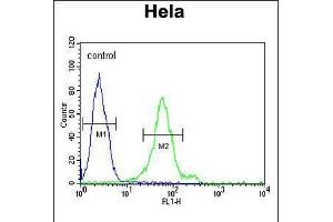 Flow cytometric analysis of Hela cells (right histogram) compared to a negative control cell (left histogram). (DDX47 antibody  (C-Term))