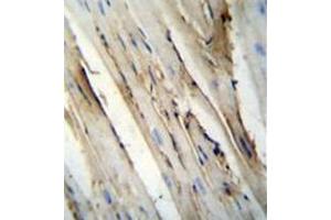 Immunohistochemistry analysis in formalin fixed and paraffin embedded mouse heart tissue reacted with FUT4 Antibody (C-term) followed by peroxidase conjugation of the secondary antibody and DAB staining.