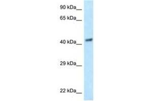 Image no. 1 for anti-Eukaryotic Translation Initiation Factor 3 Subunit F (EIF3F) (AA 97-146) antibody (ABIN6747552) (EIF3F antibody  (AA 97-146))