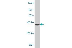 UGT8 antibody  (AA 31-140)
