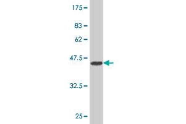 UGT8 antibody  (AA 31-140)