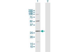 Western Blot analysis of C11orf17 expression in transfected 293T cell line by C11orf17 MaxPab polyclonal antibody.