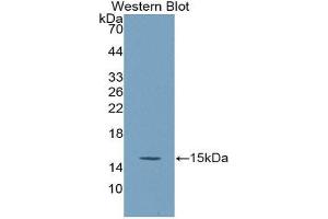 Western Blotting (WB) image for anti-Secreted Frizzled-Related Protein 5 (SFRP5) (AA 45-162) antibody (Biotin) (ABIN1175833) (SFRP5 antibody  (AA 45-162) (Biotin))