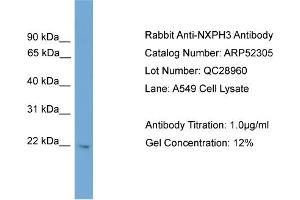 WB Suggested Anti-NXPH3  Antibody Titration: 0.