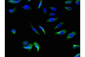 Immunofluorescence staining of A549 cells with ABIN7170140 at 1:66, counter-stained with DAPI. (SLC22A17 antibody  (AA 1-99))