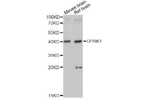 Western blot analysis of extracts of various cell lines, using OPRK1 antibody. (OPRK1 antibody  (C-Term))