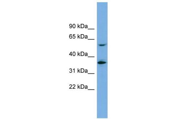 SLC7A7 antibody  (Middle Region)
