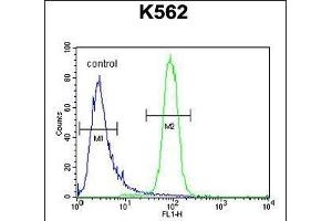 KBTBD5 Antibody (Center) (ABIN654387 and ABIN2844133) flow cytometric analysis of K562 cells (right histogram) compared to a negative control cell (left histogram).