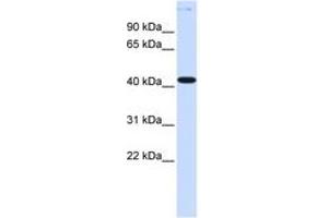 Image no. 1 for anti-Y Box Binding Protein 2 (YBX2) (AA 36-85) antibody (ABIN6740383)