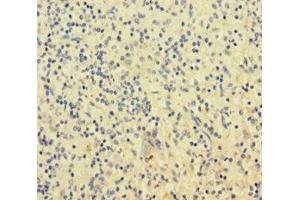 Immunohistochemistry of paraffin-embedded human spleen tissue using ABIN7169787 at dilution of 1:100 (SLAMF8 antibody  (AA 23-233))