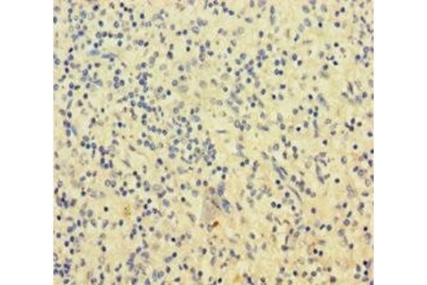 SLAMF8 antibody  (AA 23-233)