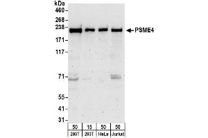 Western Blotting (WB) image for anti-Proteasome (Prosome, Macropain) Activator Subunit 4 (PSME4) (AA 1-50) antibody (ABIN7454980)