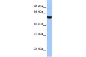 Western Blotting (WB) image for anti-PHD Finger Protein 17 (PHF17) antibody (ABIN2461031) (PHF17 antibody)