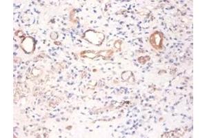 Immunohistochemistry of paraffin-embedded human kidney using PKM / Pyruvate Kinase antibody at dilution of 1:100. (Pyruvate Kinase, Muscle (PKM) antibody (Biotin))