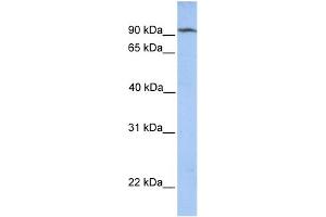 WB Suggested Anti-CLPB Antibody Titration: 0.