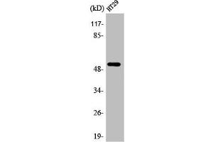 Western Blot analysis of HT29 cells using AR-β1 Polyclonal Antibody (ADRB1 antibody  (Internal Region))