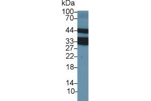 Western blot analysis of Cow Thymus lysate, using Cow LOX1 Antibody (2 µg/ml) and HRP-conjugated Goat Anti-Rabbit antibody ( (OLR1 antibody  (AA 57-270))