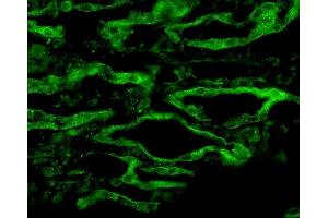 Immunohistochemistry analysis using Rabbit Anti-Aquaporin 4 Polyclonal Antibody . (Aquaporin 4 antibody  (C-Term) (Atto 390))