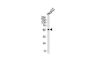 Western blot analysis of lysate from HepG2 cell line, using ADRB2 Antibody (S364) at 1:1000. (beta 2 Adrenergic Receptor antibody  (AA 345-373))