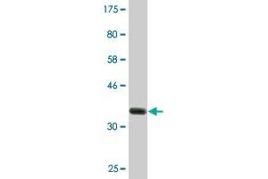 MBTPS2 antibody  (AA 312-418)